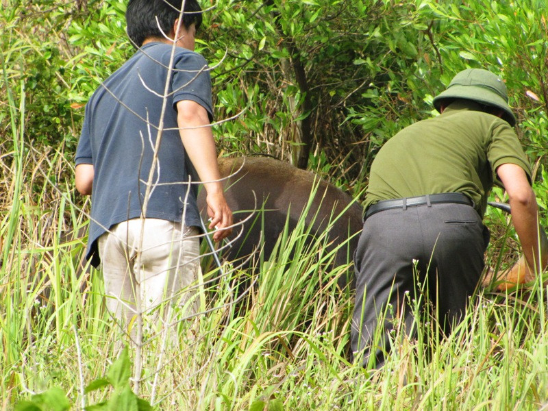 Nguyên nhân bò tót quý hiếm bị chết do tiêm thuốc gây mê quá liều được loại trừ. Ảnh: Ngọc Văn