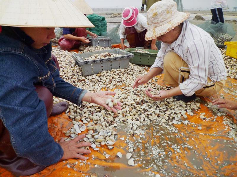 Ngư dân dọn ngao chết - Ảnh: Hoàng Lam