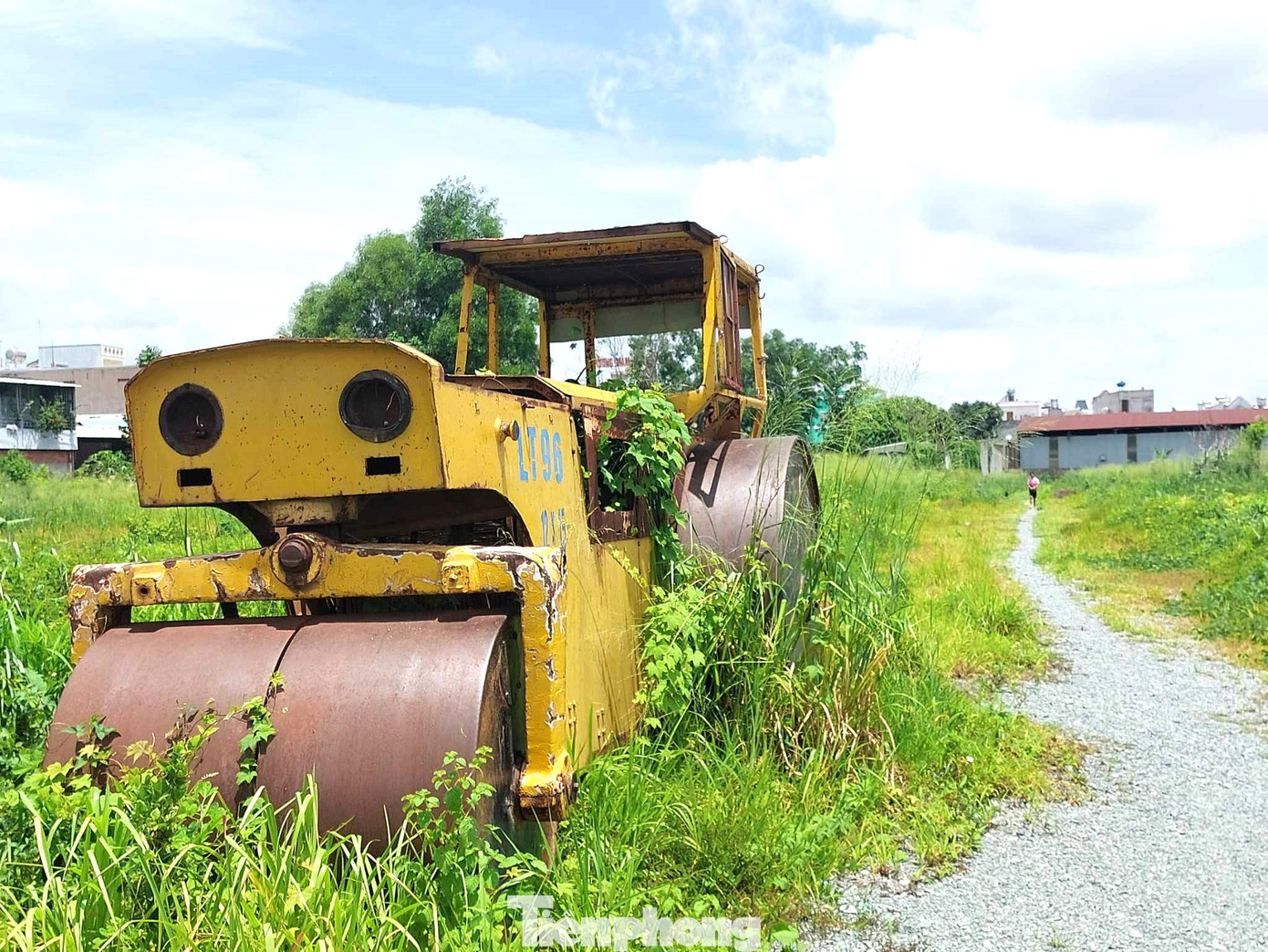 Dự án trùm mền nhiều năm, cỏ mọc cao bằng xe lu
