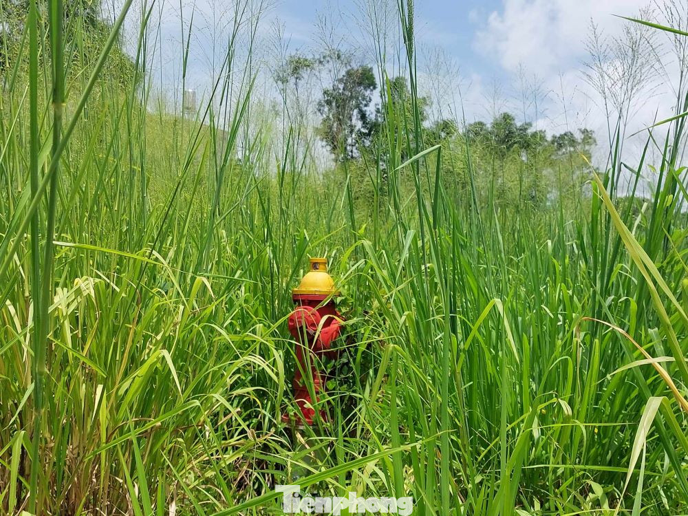 Cỏ hoang mọc cao hơn 2m