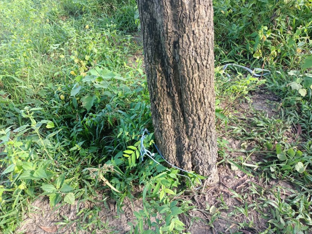 Hiện trường nơi nạn nhân bị trói vào gốc cây Hiện trường nơi nạn nhân bị trói vào gốc cây