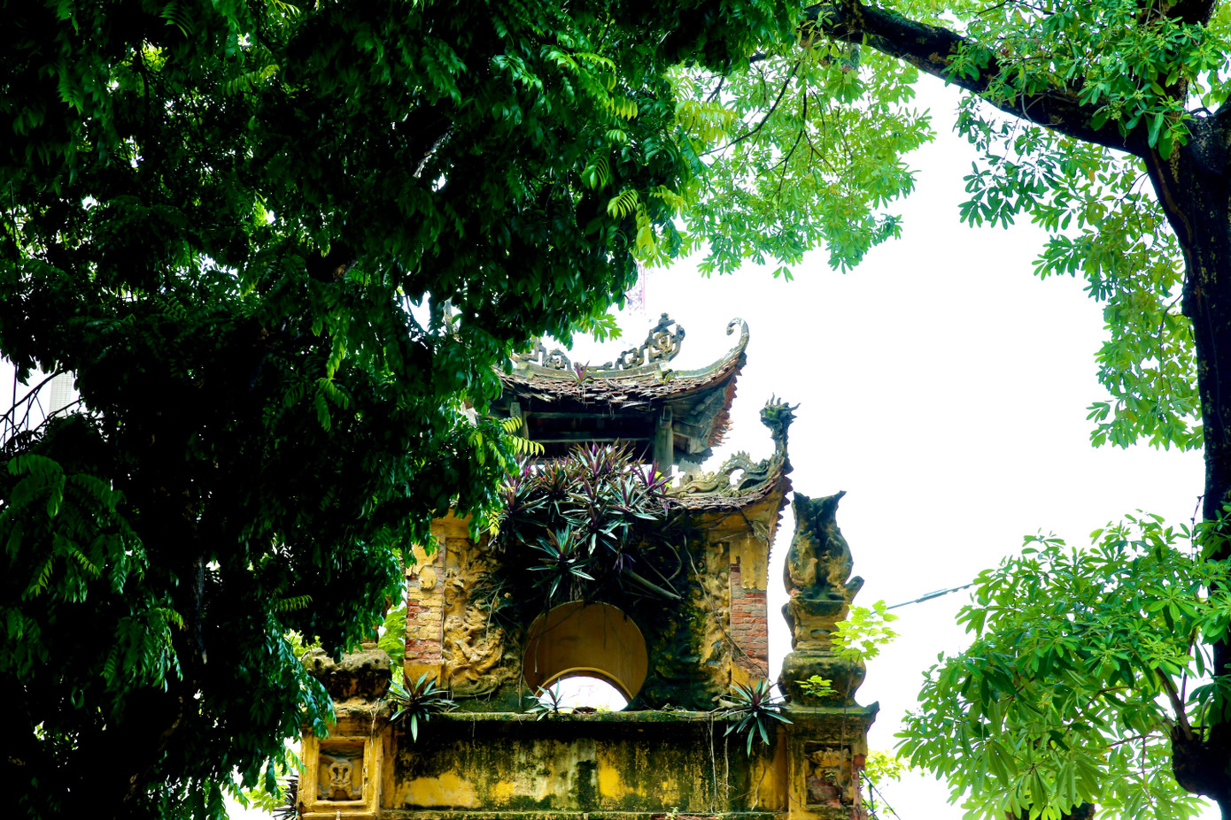 Thu Hà Nội đến một cách lặng lẽ trên những tuyến đường ngát hương hoa sữa và những quả sấu chín vàng lúc lỉu trên cây.