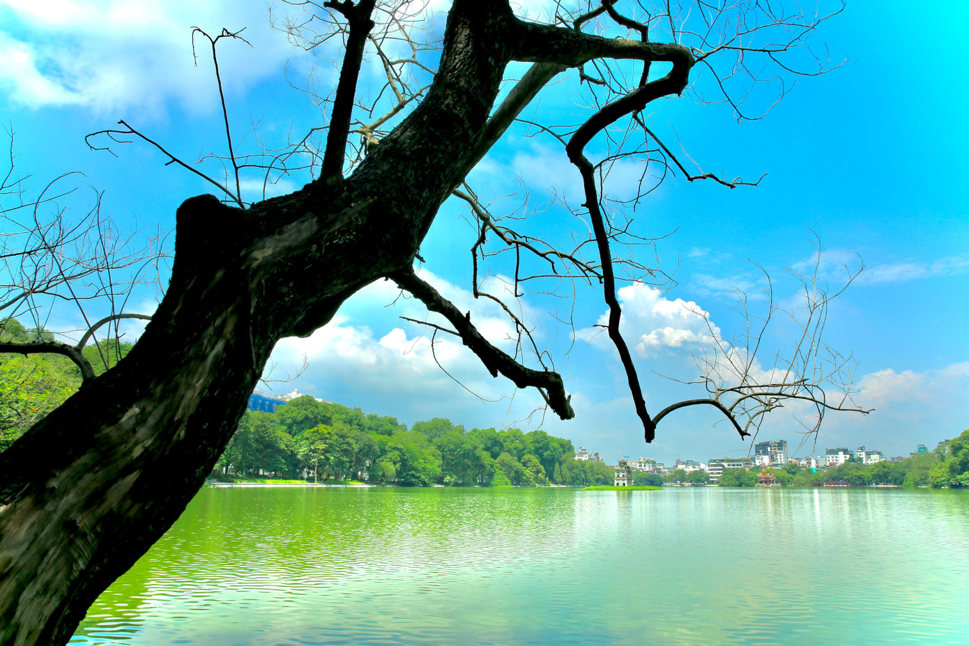 Cành cây khẳng khiu bên hồ Gươm làm tăng thêm nền trời thăm thẳm xanh trong.