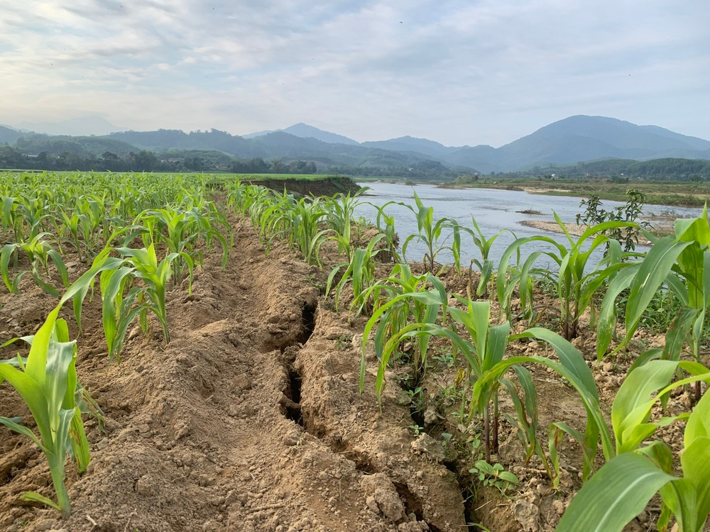 Theo ghi nhận, dọc bờ sông có khoảng 1km đất sản xuất bị sạt lở. Nhiều vị trí có những điểm nứt rất lớn, đất trôi xuống sông.