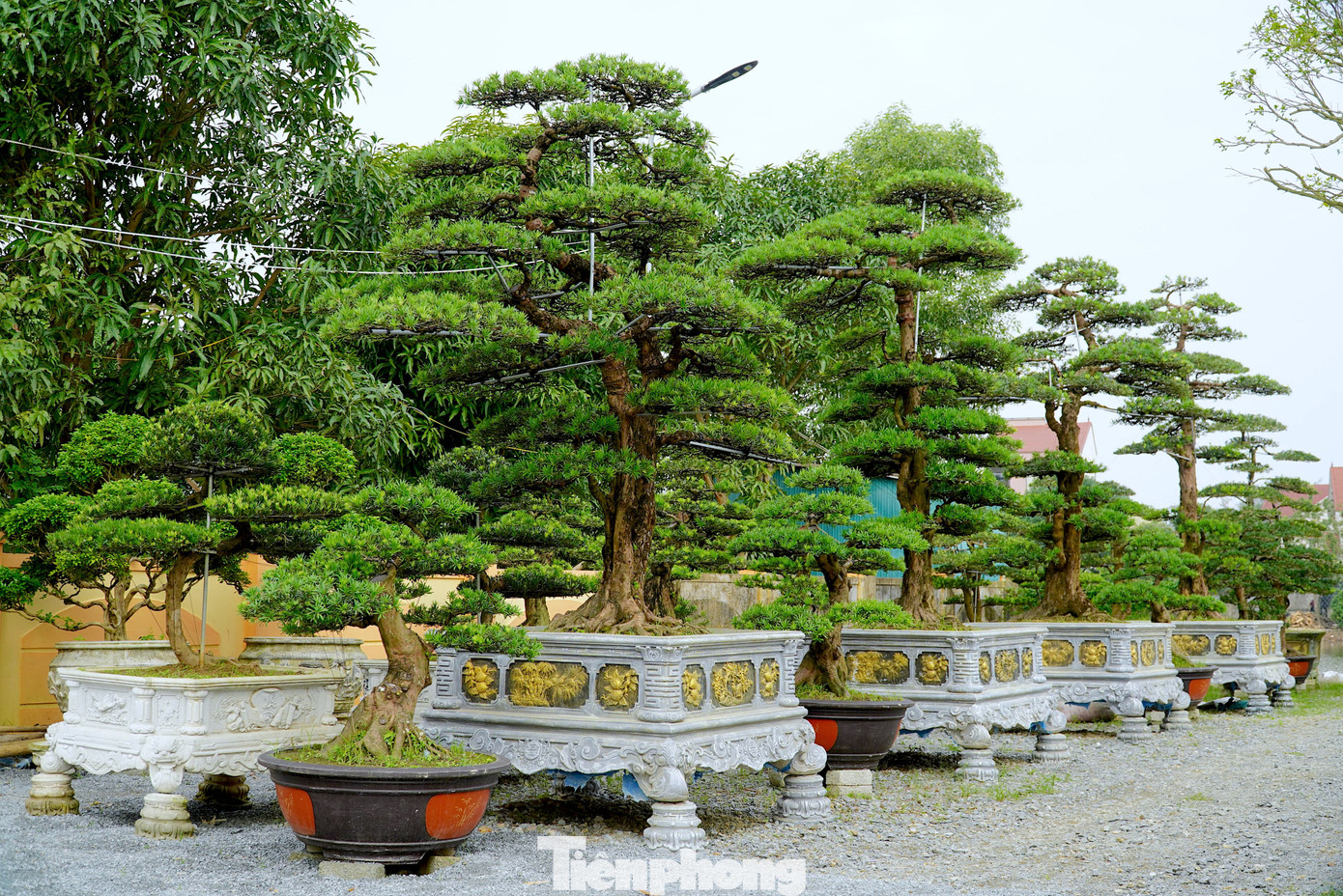 Anh Hải – chủ vườn cây cảnh tại thành phố Hà Tĩnh, cho biết, thị trường dịp Tết năm nay người dân ưa chuộng loại tùng La Hán nên anh đưa về để bán. Những gốc tùng này được mua từ các vườn ở miền Bắc như ở Nam Định và khu vực miền Tây.