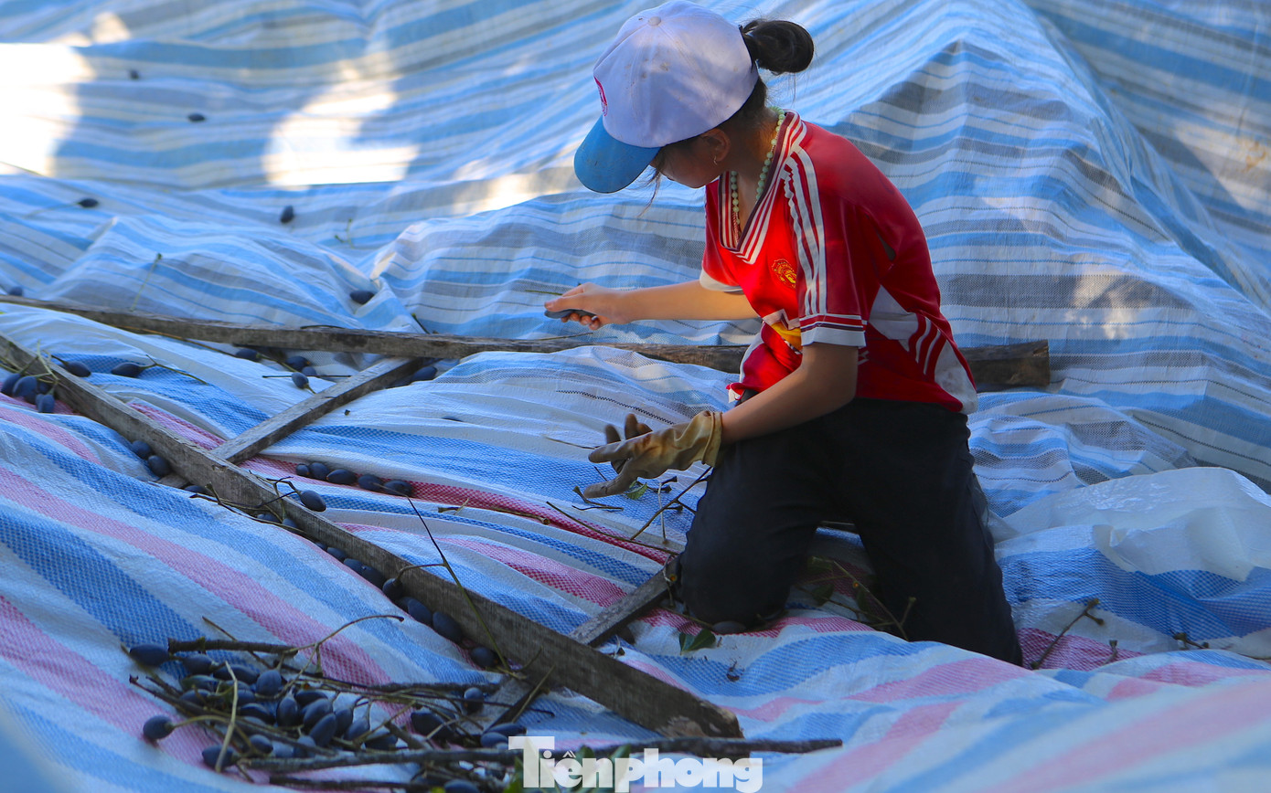 Mùa thu hoạch trám bắt đầu từ tháng 7 âm lịch, kéo dài đến khoảng tháng 9 âm lịch.