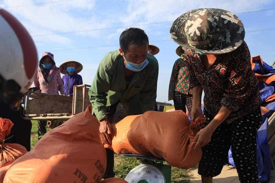 Người dân vùng thôn khác cũng đến hỗ trợ giải cứu dưa giúp người thôn Việt Yên.