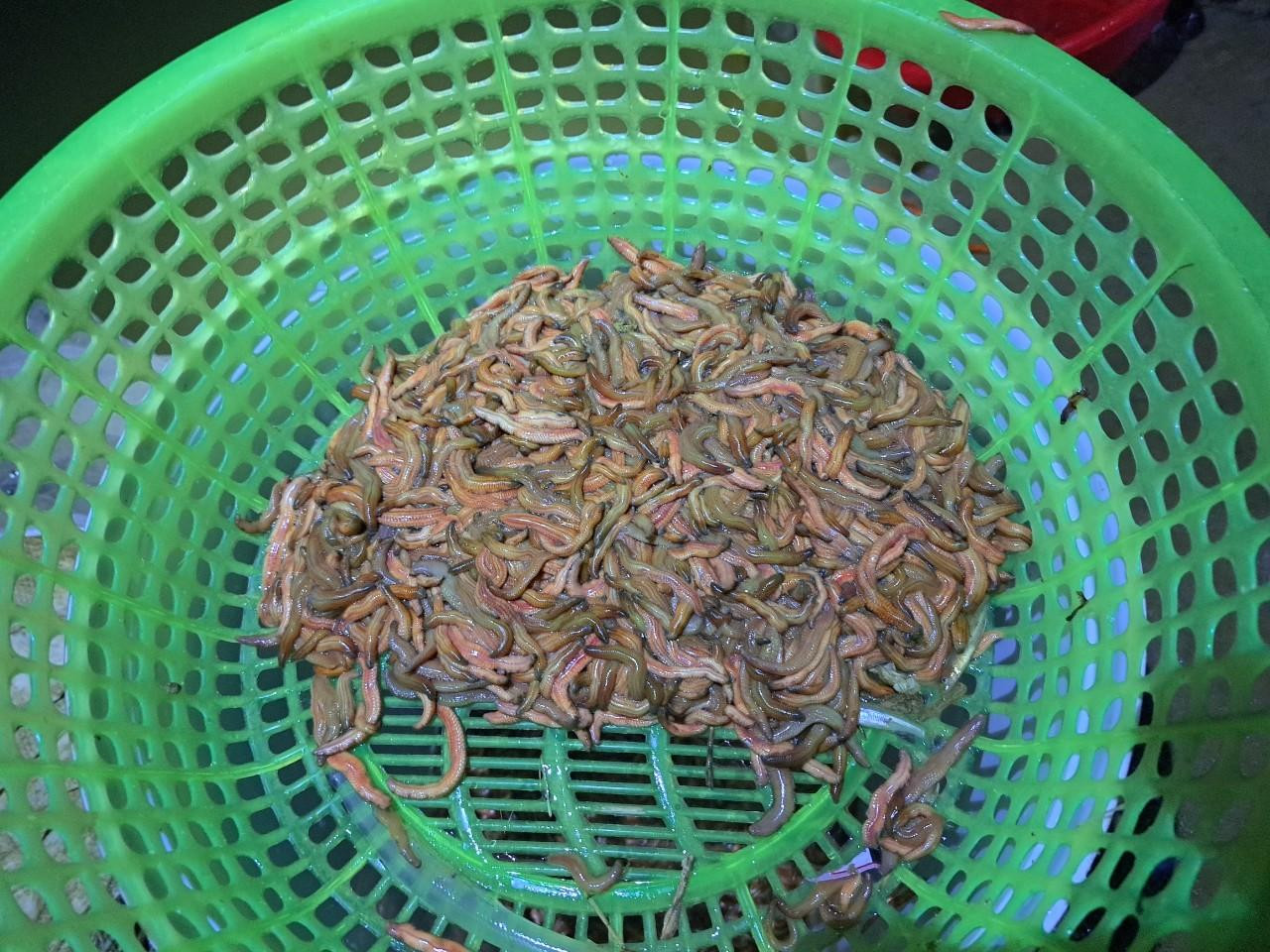 Rươi được chế biến thành rất nhiều món ngon khác nhau. Đa số người ăn đều quen thuộc với món chả rươi, ngoài ra còn có rươi kho, rươi nấu canh măng, rươi cuốn lá lốt, rươi rang muối.