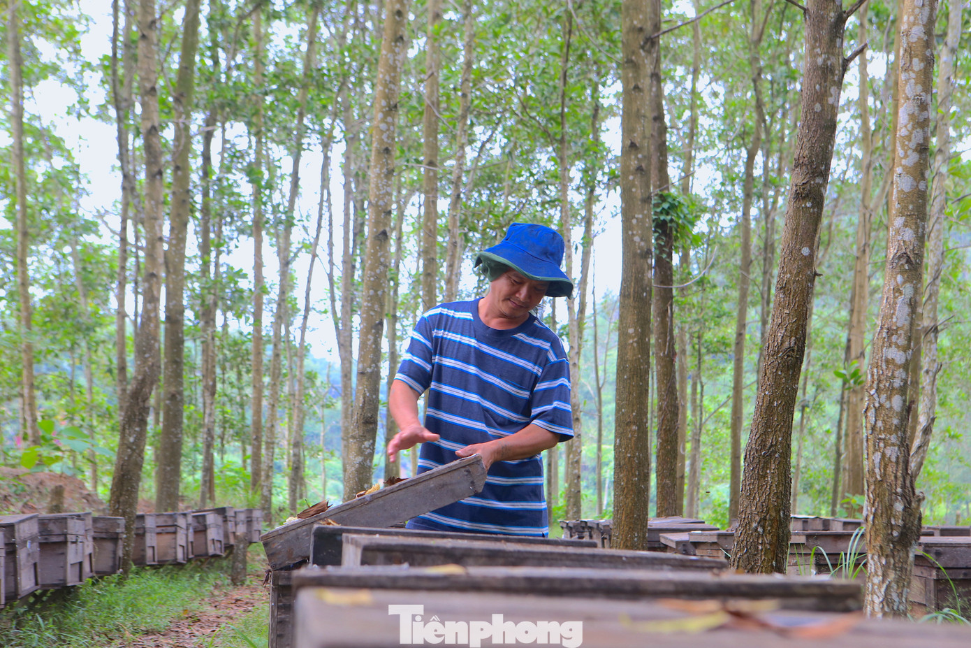 Vượt chặng đường gần 1.000km, ông Vũ Hữu Thuận (SN 1974) đưa hơn 200 tổ ong từ Đắk Lắk ra Hà Tĩnh để nuôi. Những đàn ong được nuôi trong các thùng gỗ, đặt thẳng hàng ở giữa tán rừng keo.