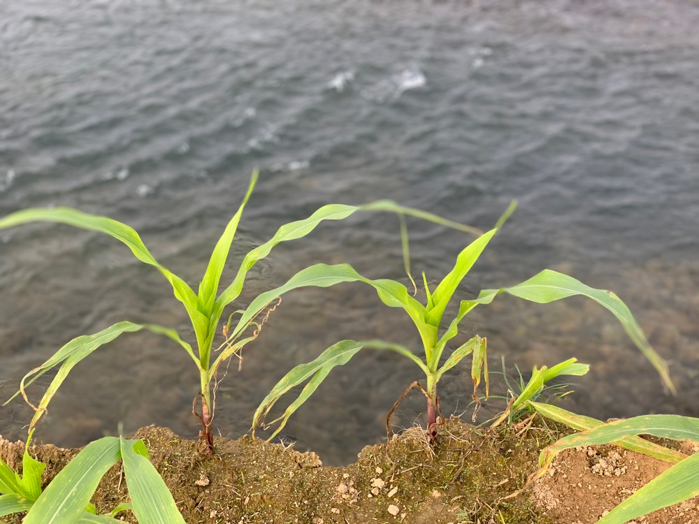 Mỗi năm nước sông lấn vào diện tích sản xuất của người dân khoảng 15 - 20m. Khoảng 4 năm lại nay, mỗi năm mất khoảng 1ha diện tích đất của dân. Như trước đây vùng sản xuất này tổng diện tích hơn 30ha đất, đến nay chỉ còn khoảng 25ha.