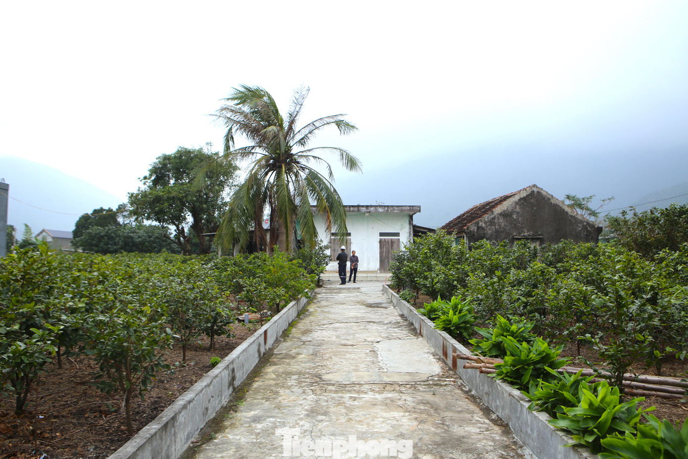 Kỳ Nam (thị xã Kỳ Anh) là vùng trồng mai nhiều nhất ở Hà Tĩnh. Nhờ loài cây này, người dân vùng chân núi Đèo Ngang có thể phát triển làm giàu.