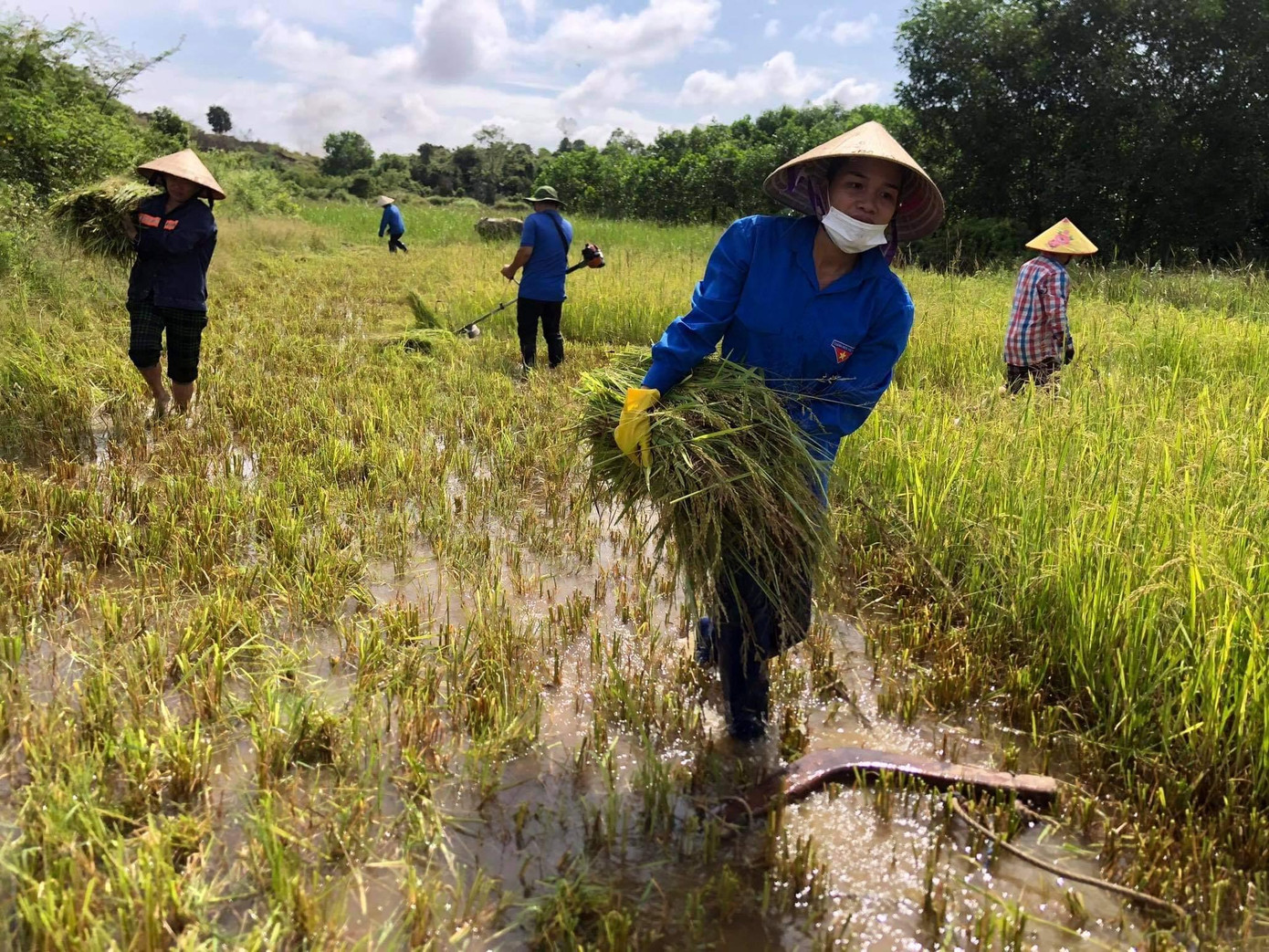 Tính trong ngày hôm nay lực lượng đoàn ở huyện Hương Sơn đã gặt hơn 3,5ha diện tích lúa giúp người dân. Hoạt động giúp dân sẽ được triển khai từ giờ cho đến khi bão đổ bộ vào.