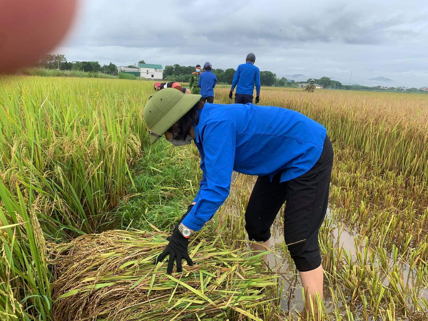 Do đa phần những diện tích ruộng nhỏ không thể gọi máy nên các lực lượng tham gia sử dụng máy gặt tay, liềm để gặt lúa giúp người dân. Ngoài việc gặt lúa, các lực lượng đoàn còn tuyên truyền người dân thu hoạch lúa hè thu với phương châm “xanh nhà hơn già đồng”.