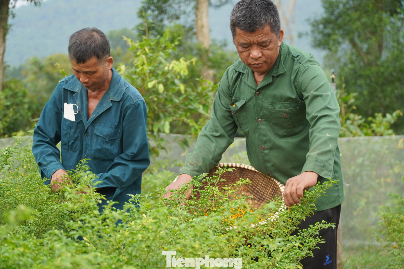 Ớt Peru được đánh giá là lúc còn nhỏ khó chăm sóc, dễ bị sâu bệnh. Tuy nhiên khi khoảng 8 tháng tuổi trở lên thì chỉ cần bón bằng phân vi sinh là cây phát triển tốt và cho thu hoạch. Mỗi cây thu hoạch từ 4-5kg quả/năm.