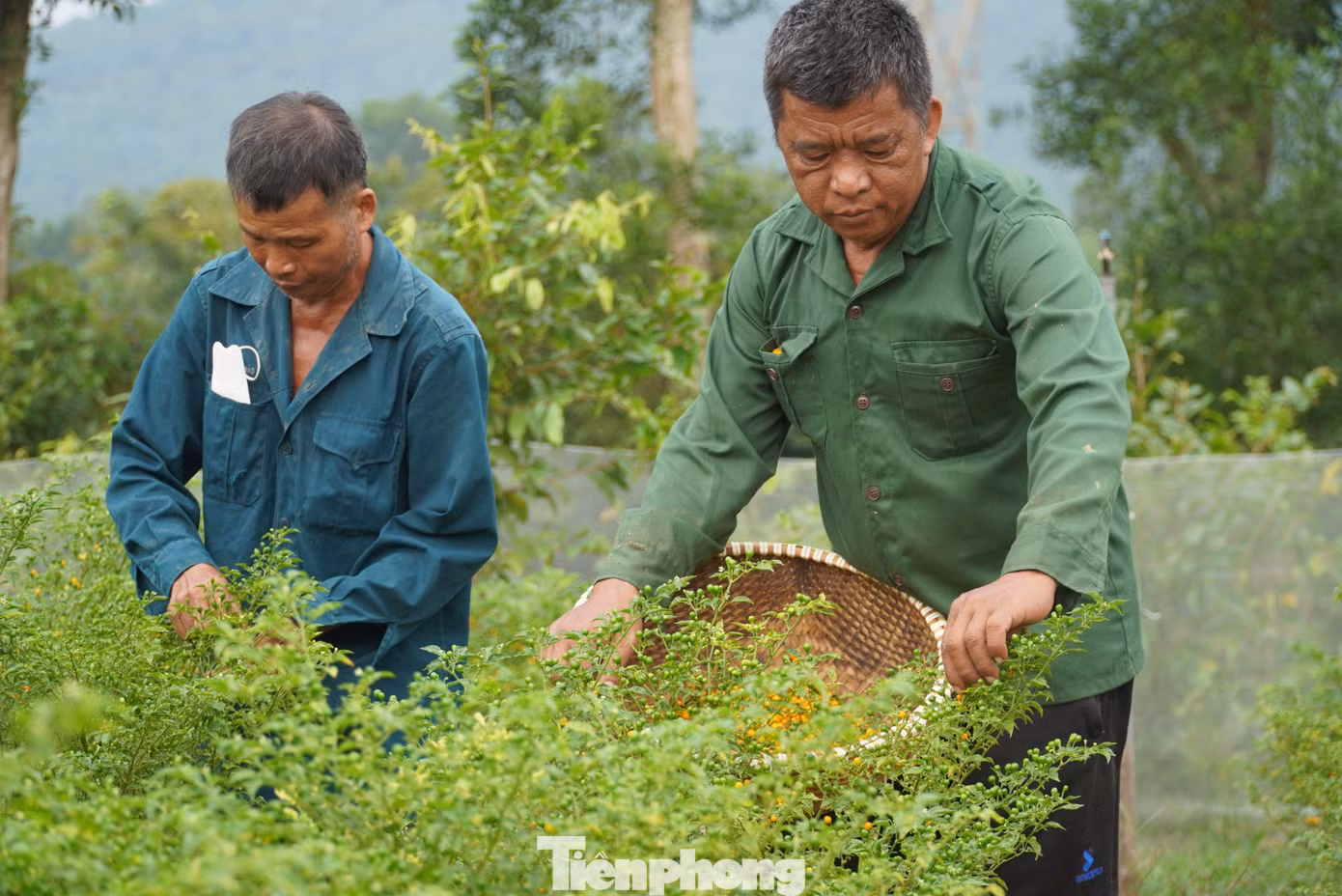 Ớt Peru được đánh giá là lúc còn nhỏ khó chăm sóc, dễ bị sâu bệnh. Tuy nhiên khi khoảng 8 tháng tuổi trở lên thì chỉ cần bón bằng phân vi sinh là cây phát triển tốt và cho thu hoạch. Mỗi cây thu hoạch từ 4-5kg quả/năm.