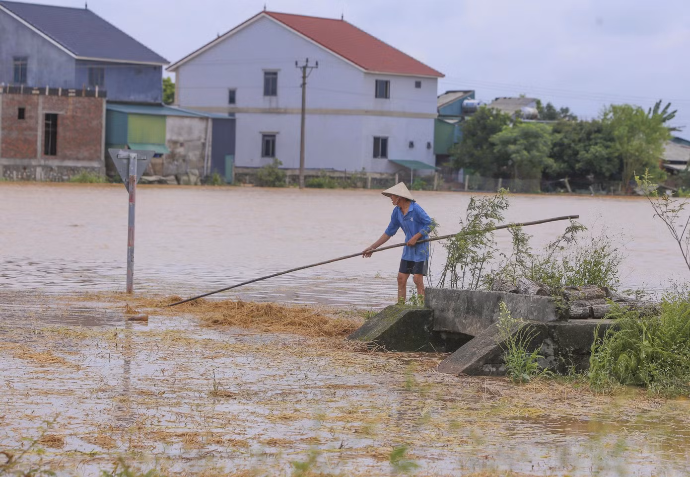 Người dân nỗ lực "cứu" lúa bị ngập giữa dòng nước lũ.