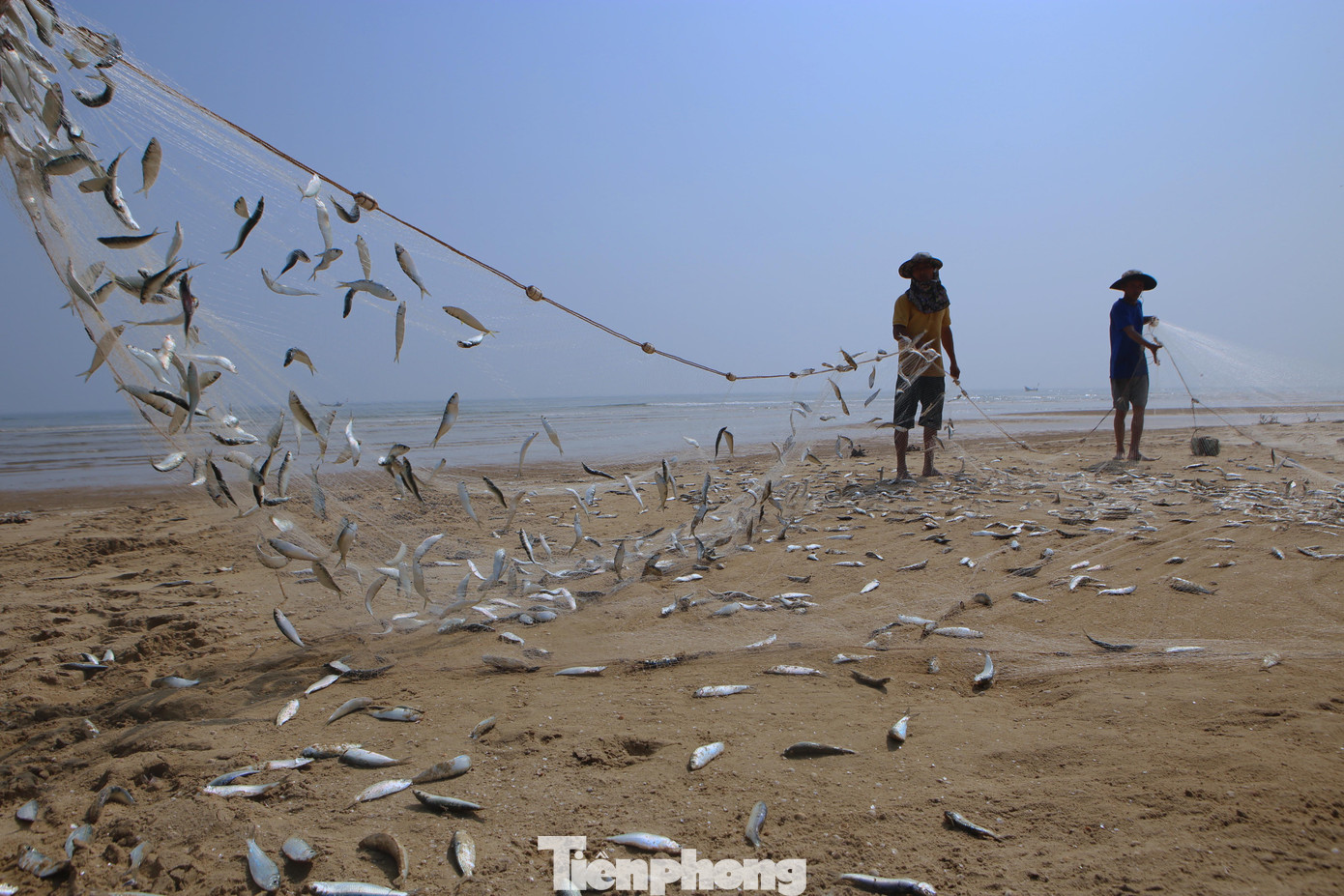 Họ xếp hàng thành vòng tròn, cùng nhau giật lưới để làm cho những con cá mắc trong lưới rơi xuống đất. Họ xếp hàng thành vòng tròn, cùng nhau giật lưới để làm cho những con cá mắc trong lưới rơi xuống đất.