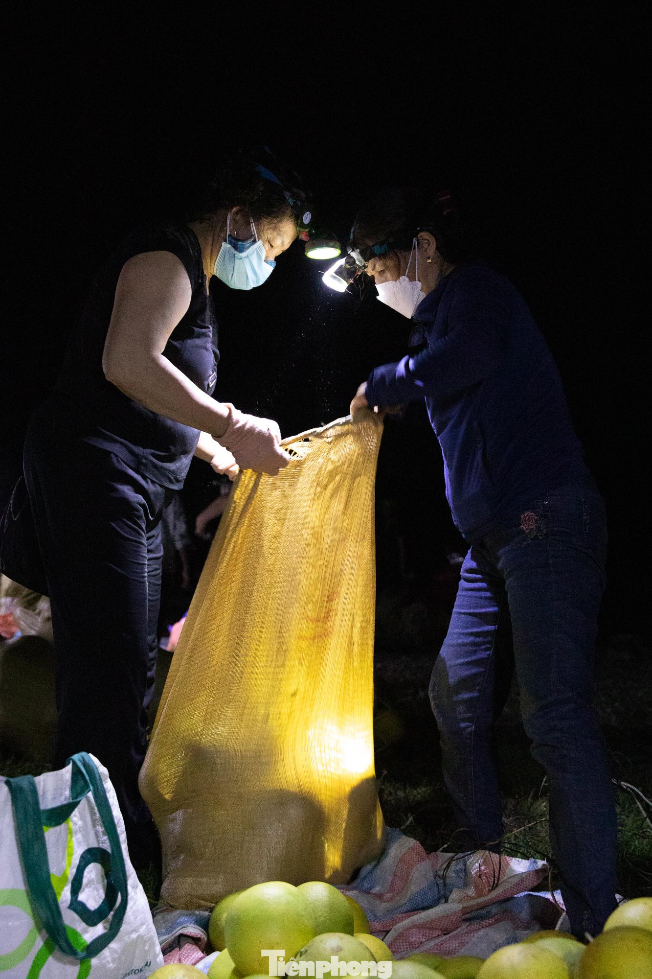 Sau khi chọn lựa, thoả thuận giá xong, bưởi sẽ được đóng và vận chuyển lên xe đi tiêu thụ.