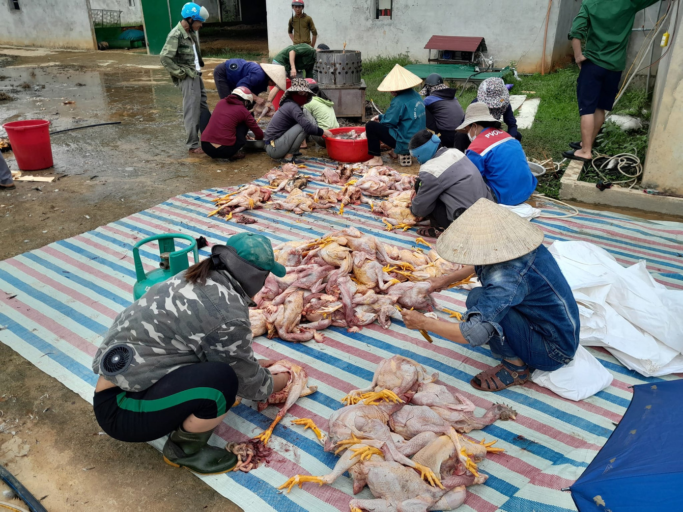 Người dân đến hỗ trợ gia đình anh Xuân làm thịt gà để bán.