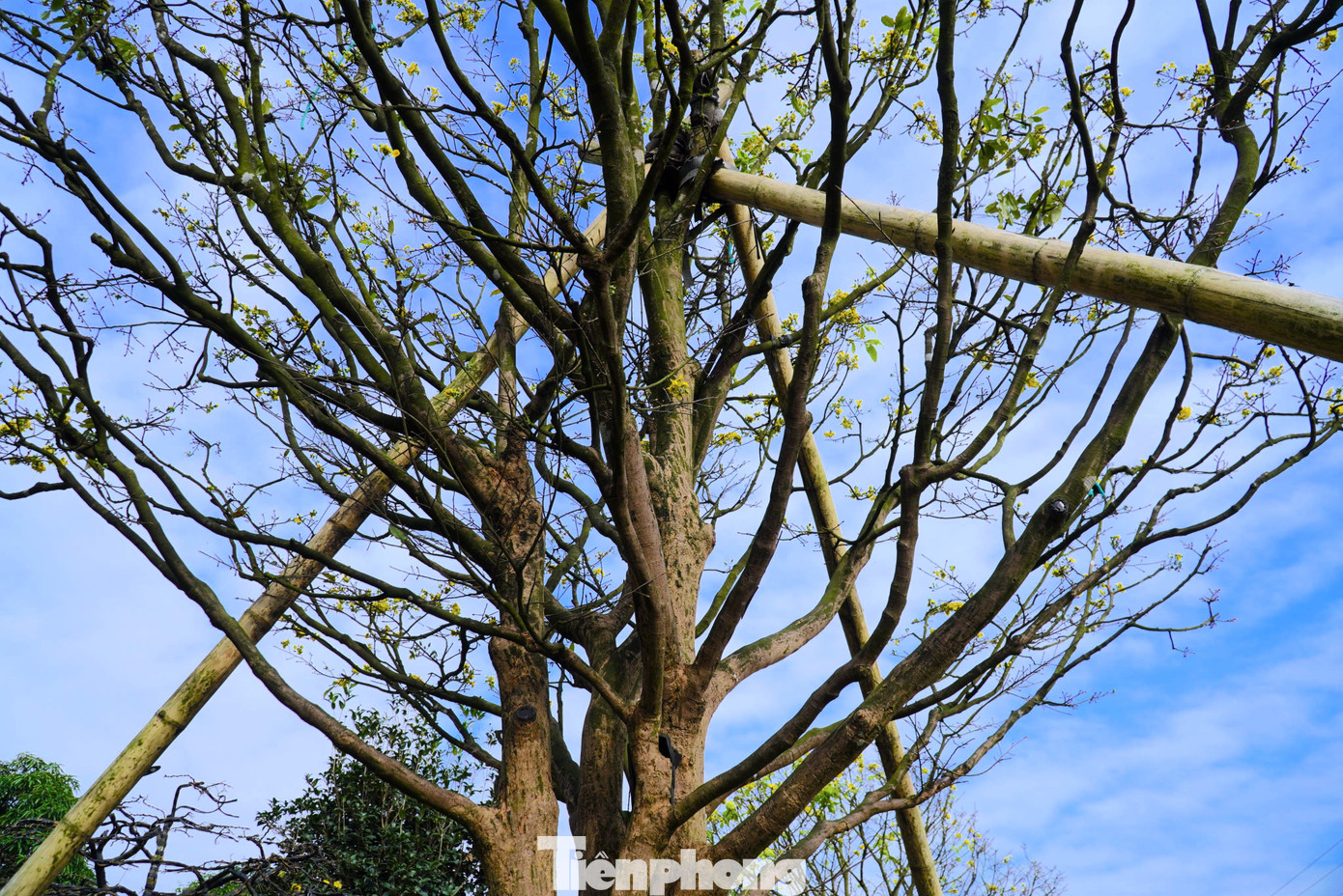 Để đưa được “siêu phẩm” này về tại Hà Tĩnh, anh Hải – người chăm sóc vườn cây tại đây chia sẻ, quá trình vận chuyển về gặp không ít khó khăn. Mai gốc to nên phải dùng xe thùng, xe cẩu để cẩn thận vận chuyển mai về tránh bị hư gốc.