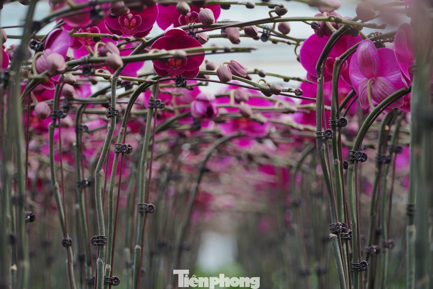 Năm 2022, một người ở Hà Tĩnh đã đầu tư 10 tỷ đồng để mở mô hình trồng lan hồ điệp với diện tích rộng hơn 2.500m2 tại xã Thạch Khê, huyện Thạch Hà (Hà Tĩnh). Theo đó, mô hình hoa lan được xây dựng nhà xưởng 5 lớp cách nhiệt, đảm bảo nhiệt độ, ánh sáng chuẩn cho cây hoa phát triển.