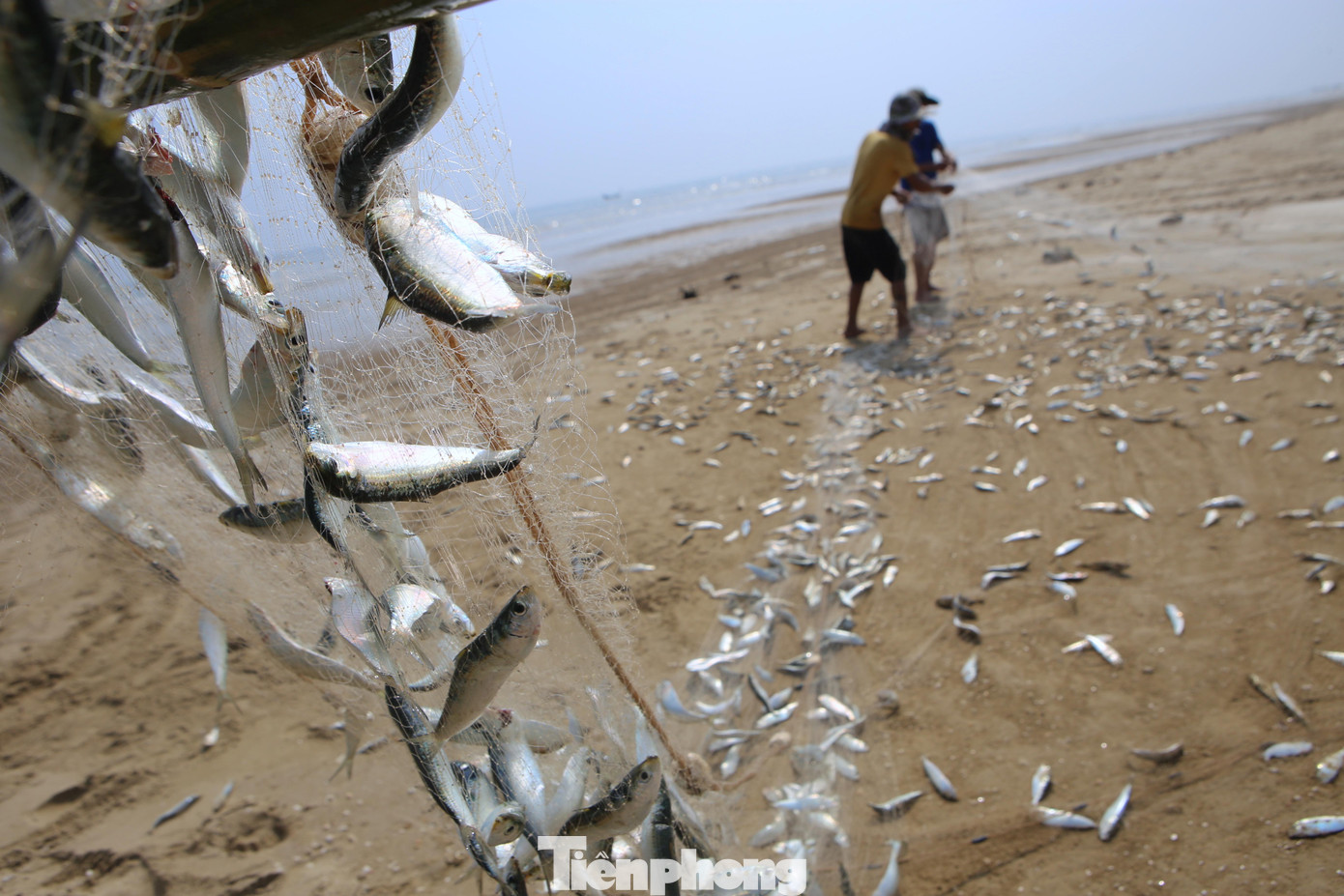 Cá trích được gỡ từ lưới rơi xuống bờ thành từng mảng dày đặc. Đầu năm đến nay việc đánh bắt hải sản ở biển rất thuận lợi, dù chi phí xăng dầu tăng nhưng trúng đậm nên cũng có khoản bù lại. Cá trích được gỡ từ lưới rơi xuống bờ thành từng mảng dày đặc. Đầu năm đến nay việc đánh bắt hải sản ở biển rất thuận lợi, dù chi phí xăng dầu tăng nhưng trúng đậm nên cũng có khoản bù lại.