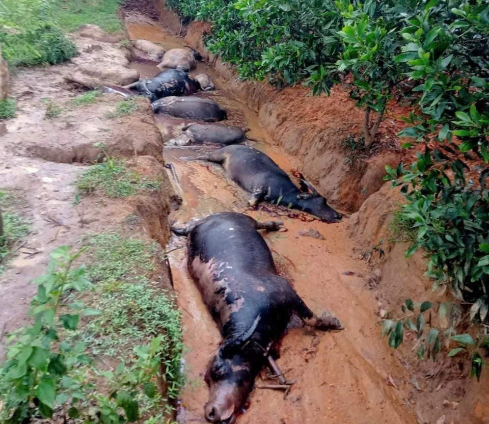 Đàn trâu 8 con nghi bị sét đánh chết.