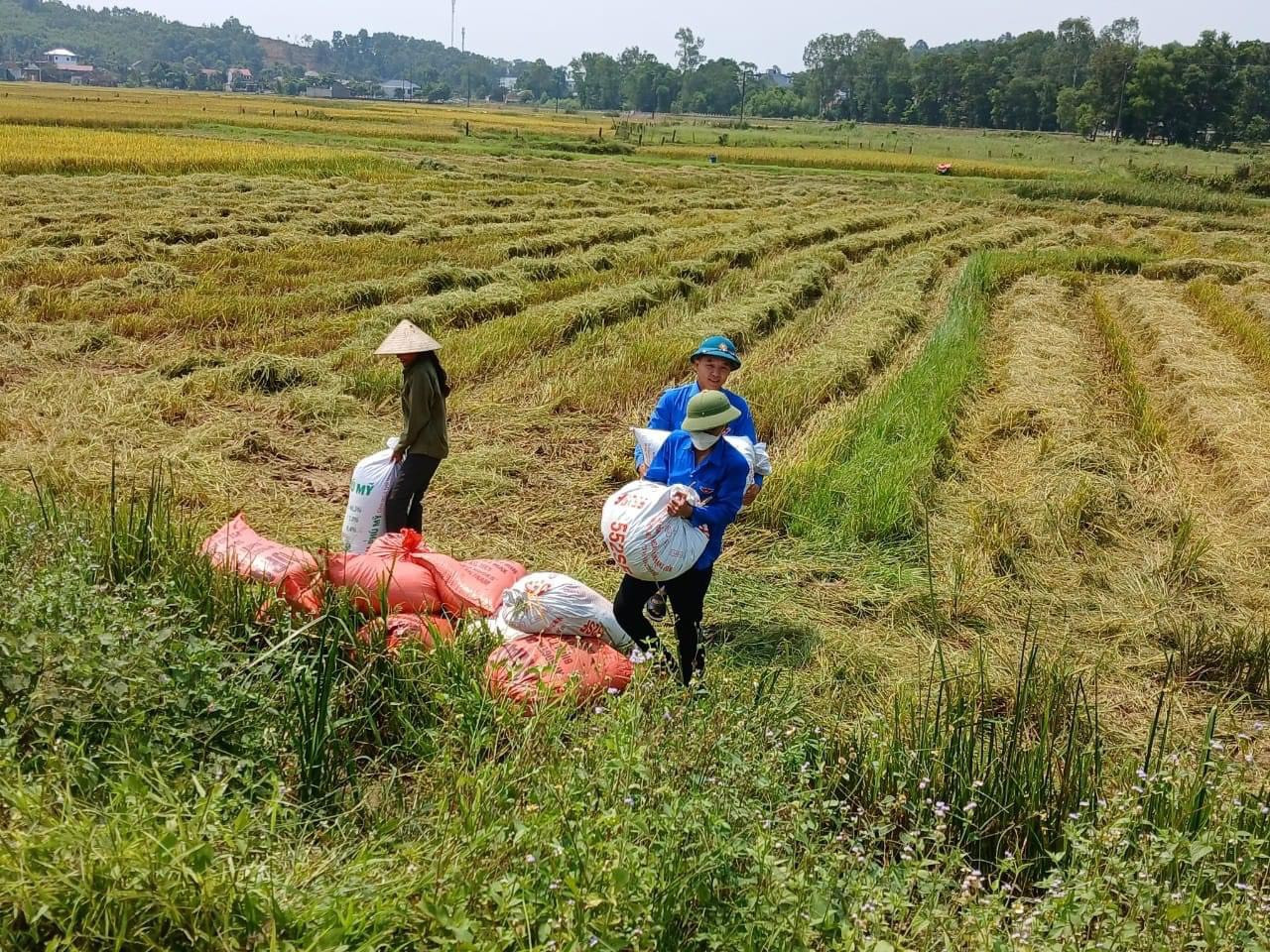 Trong ảnh lực lượng đoàn viên thanh niên huyện Can Lộc hỗ trợ thu hoạch lúa giúp hộ gia đình ông Nguyễn Quốc Hội (80 tuổi, trú thôn Nam Mỹ, thị trấn Đồng Lộc).