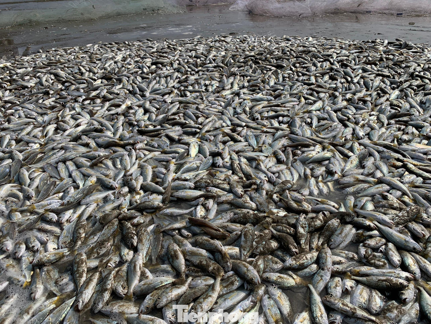 Cá đù xuất hiện nhiều từ tháng 11 đến tháng 2 âm lịch ở gần bờ biển huyện Lộc Hà. Dọc bờ biển xã Thịnh Lộc dài khoảng hai km, hàng chục ngư dân, chủ yếu là các thành viên trong một gia đình, kéo thuyền và chở lưới ra biển để bắt cá. Ngư dân cho hay, từ Tết đến nay, hôm nào trời nắng đẹp, ít gió, cá xuất hiện nhiều.