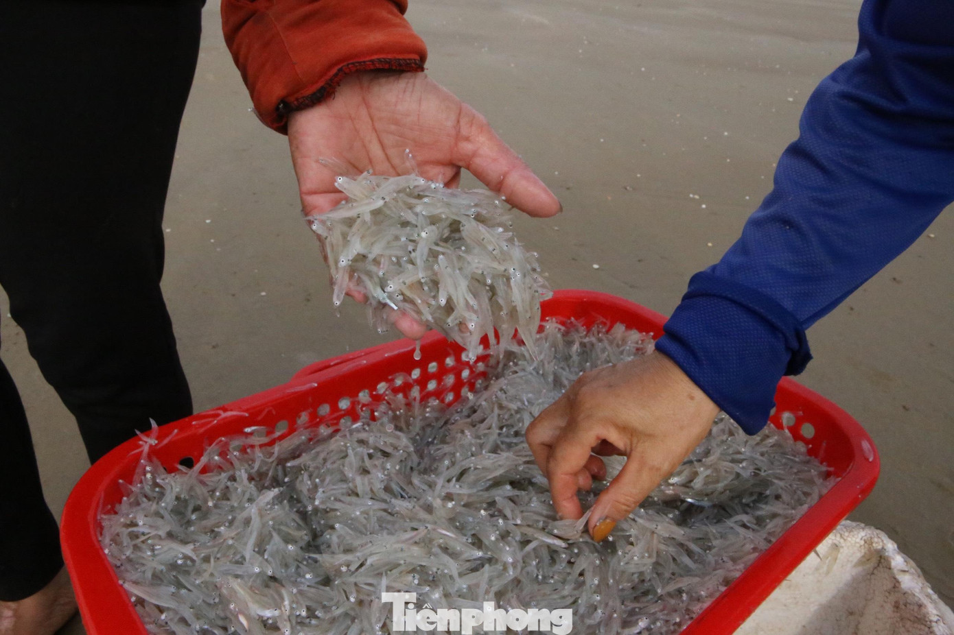 Cá mờm là loài cá thân mềm, trong suốt và thường sinh sống theo đàn, cách bờ 2-3 hải lý nên rất dễ đánh bắt.