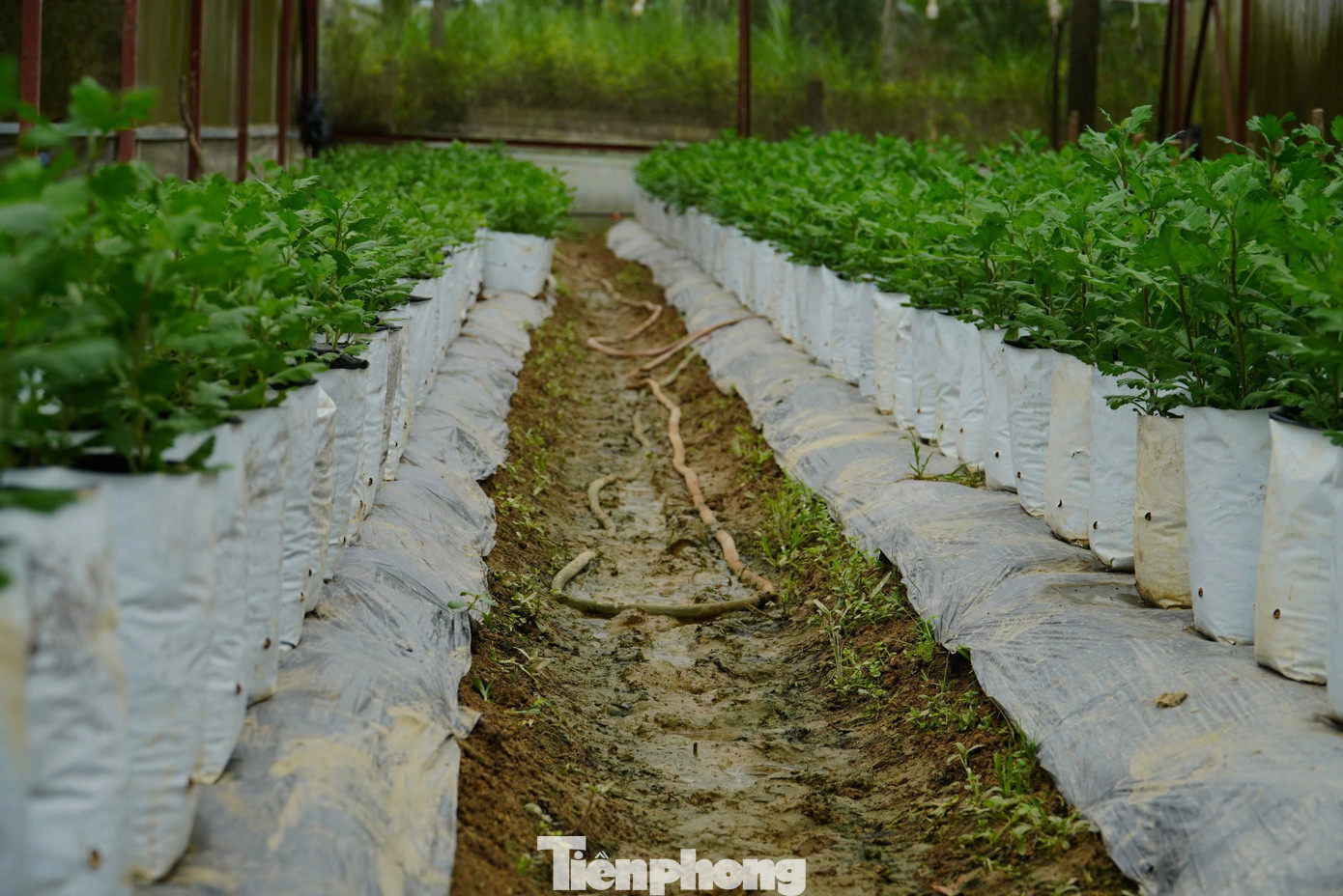 Hiện nay, người trồng hoa ở xã Lưu Vĩnh Sơn đã áp dụng kỹ thuật chăm sóc, lắp đặt hệ thống lưới che, đèn chiếu sáng để chủ động điều chỉnh cho hoa nở đúng dịp Tết.