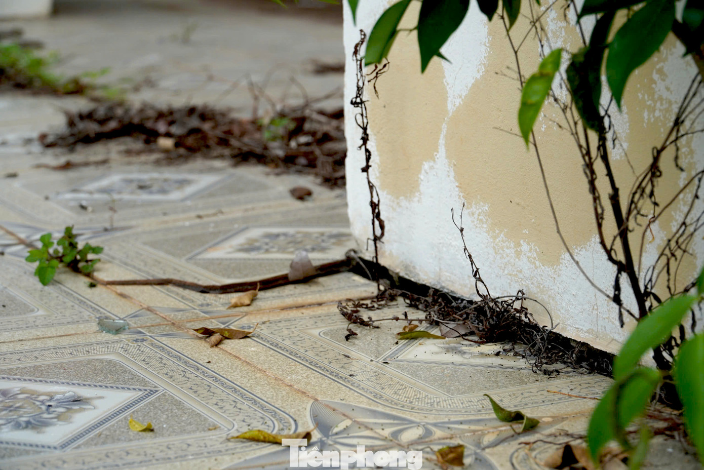 Các hệ thống nền nhà có hiện tượng bị nứt, hở hàm ếch. Rêu rong mọc, bám vào những mặt tường...