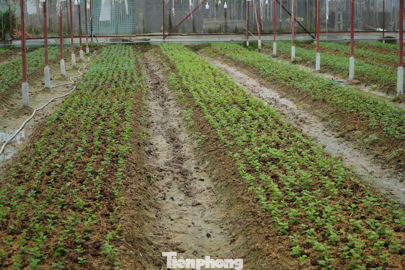 Hiện nay, người trồng hoa ở xã Lưu Vĩnh Sơn đã áp dụng kỹ thuật chăm sóc, lắp đặt hệ thống lưới che, đèn chiếu sáng để chủ động điều chỉnh cho hoa nở đúng dịp Tết.