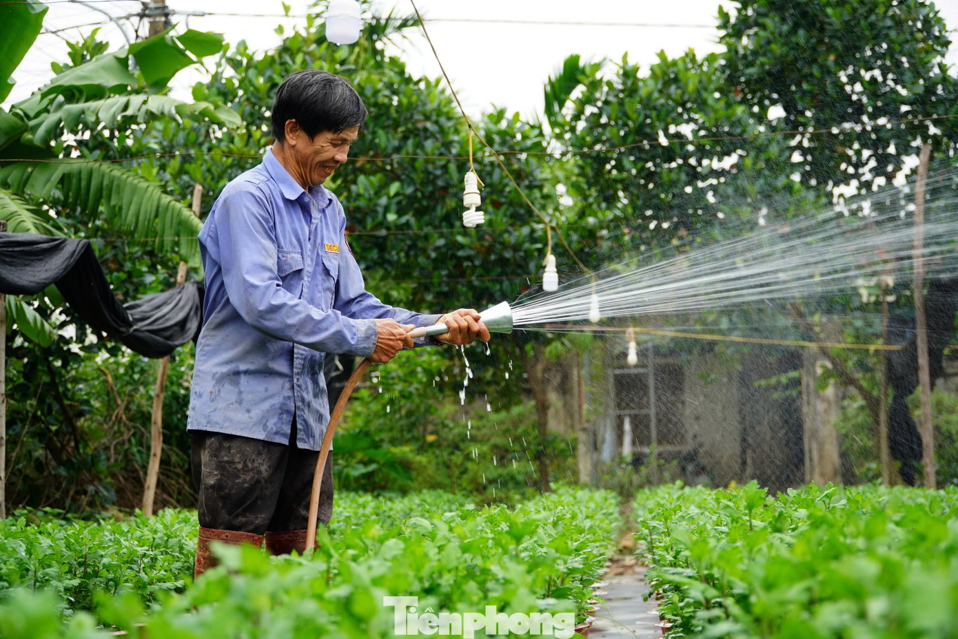 Theo người trồng hoa, thời gian xuống giống hoa từ giữa tháng 9 Âm lịch và dự kiến sẽ thu hoạch vào cuối tháng 12 âm lịch. Các năm trước, bình quân giá hoa cúc dịp Tết khoảng 3.000 - 4.000 đồng/cây.