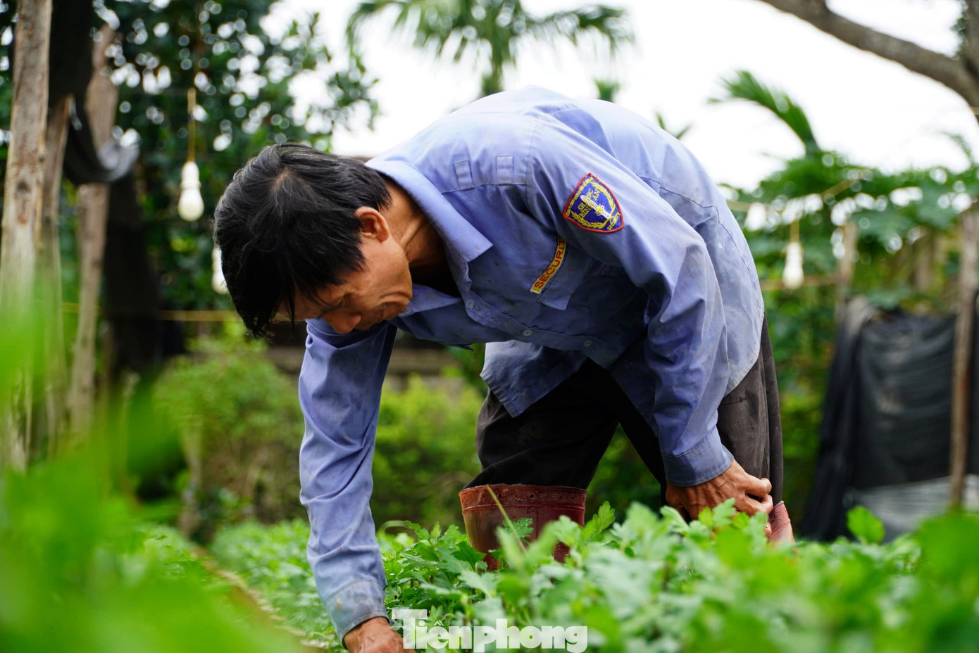 Bên cạnh phục vụ thị trường trong vùng, xã Lưu Vĩnh Sơn cũng là nơi cung cấp hoa Tết chủ yếu cho thành phố Hà Tĩnh và các địa bàn lân cận. Những năm gần đây, thị trường hoa cúc Tết khá ổn định, mang về nguồn thu khá cho người dân.