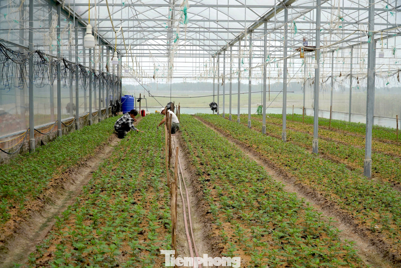 Tại thôn Xuân Sơn (xã Lưu Vĩnh Sơn), cúc Đà Lạt là giống hoa chủ lực được nông dân chọn trồng để phục vụ thị trường dịp Tết. Những ngày này, làng hoa nổi tiếng trở nên nhộn nhịp, nhà vườn xuống giống hoa để chuẩn bị thị trường Tết Nguyên đán 2025.