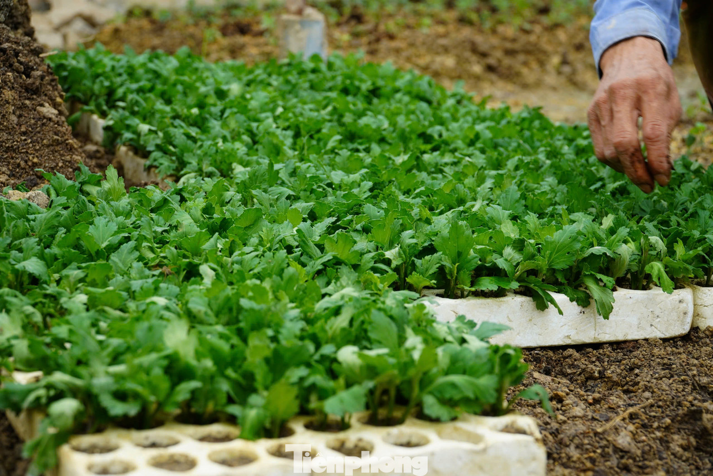 Để đảm bảo cho vườn hoa đẹp, ngoài việc xuống giống đúng thời vụ, còn phải cẩn thận lựa chọn những cây giống khỏe mạnh để trồng, chăm sóc kỹ lưỡng.