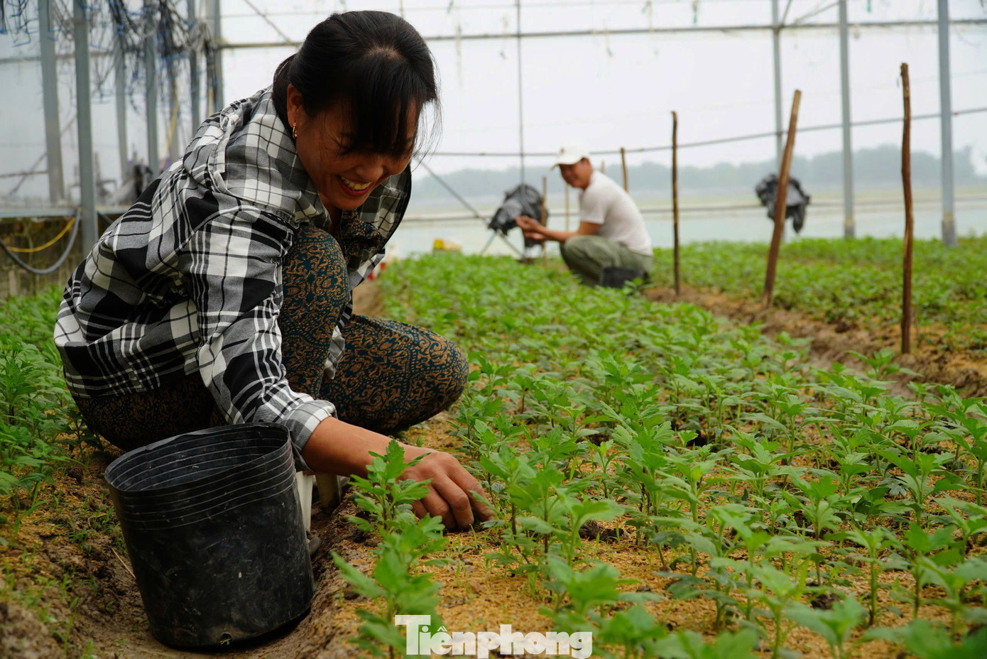 Gia đình ông Biên đã đầu tư nhà lưới, cùng với hệ thống đèn chiếu sáng để giúp hoa nở phát triển tốt.