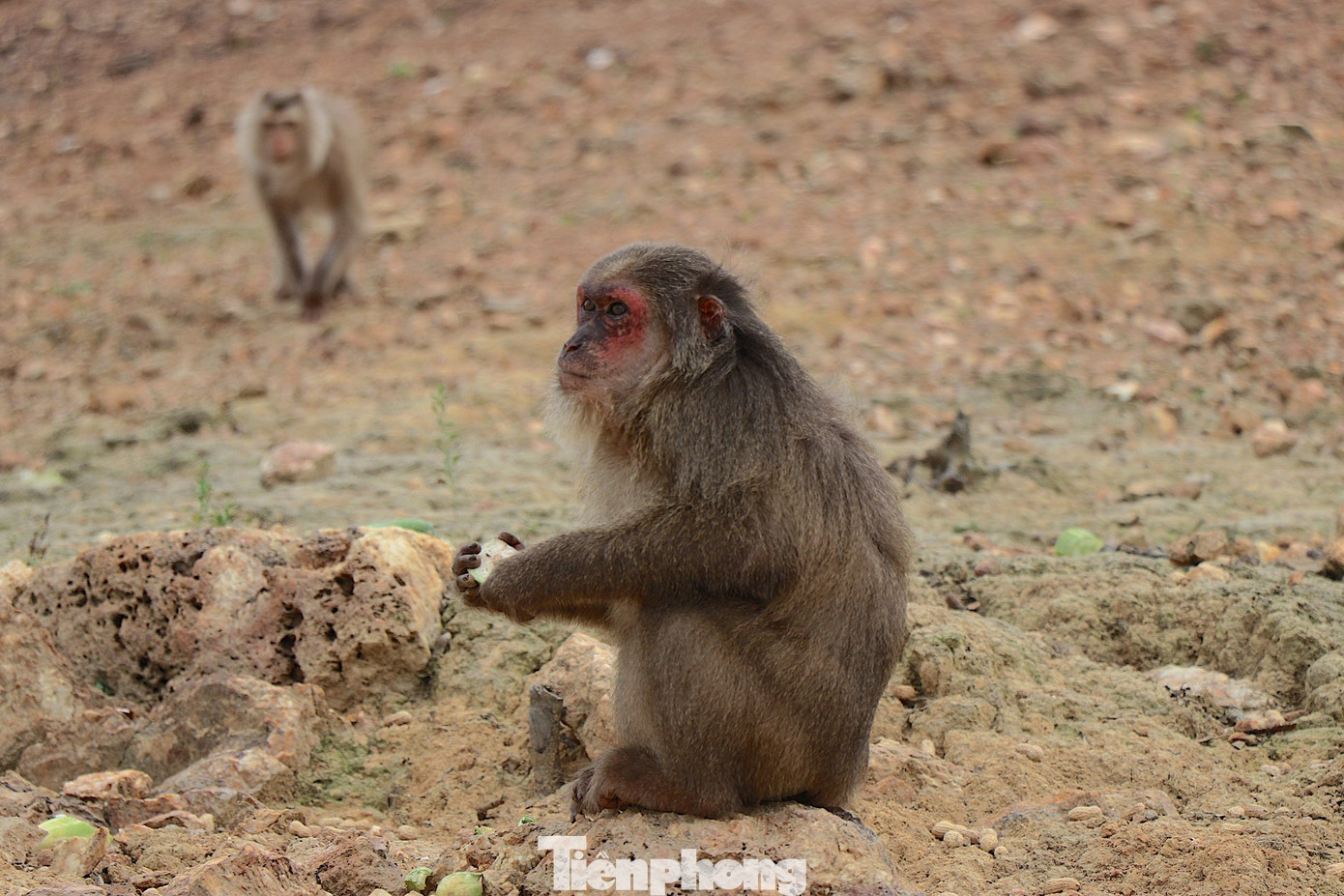 12 con khỉ ở đây thuộc 4 loài gồm: khỉ vàng, khỉ mốc, khỉ mặt đỏ, khỉ đuôi lợn.
