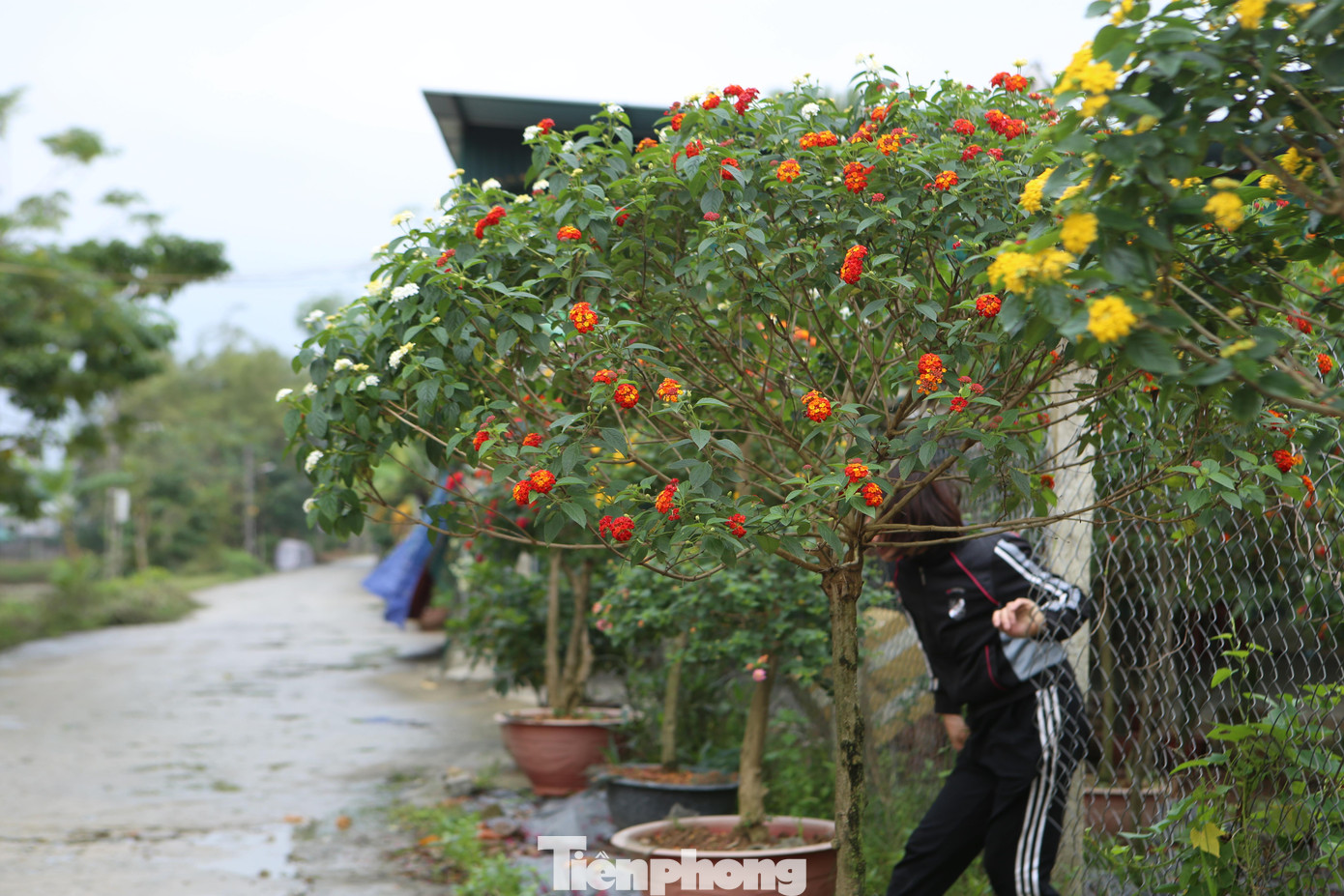 Toàn bộ khu vườn rộng 1.000 m2 của gia đình anh Trần Văn Ngà được cải tạo, trồng hàng trăm gốc ngũ sắc. Dịp Tết này có khoảng 300 gốc nở hoa, bán ra thị trường.