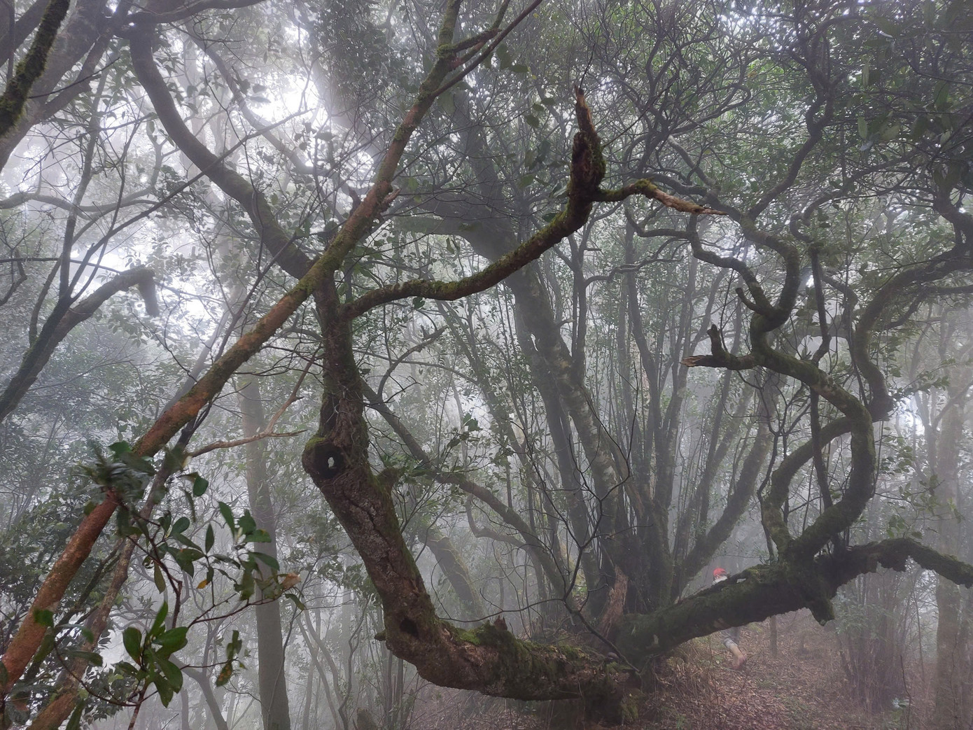Vườn có sự hiện diện của nhiều loài đặc hữu cho cả Việt Nam và Lào. Trong đó có những loài đặc trưng, quý, hiếm như: sao la, mang lớn, thỏ vằn, chà vá chân nâu, vượn đen, gà lôi lam đuôi trắng, rắn lục sừng, ếch cây sần Bắc Bộ...
