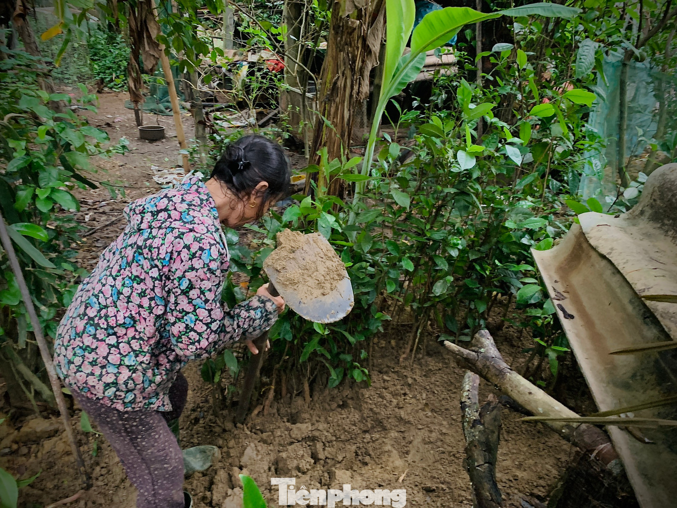 Bà Phạm Thị Hương đang thu dọn cây cối trong vườn để bàn giao mặt bằng cho địa phương.