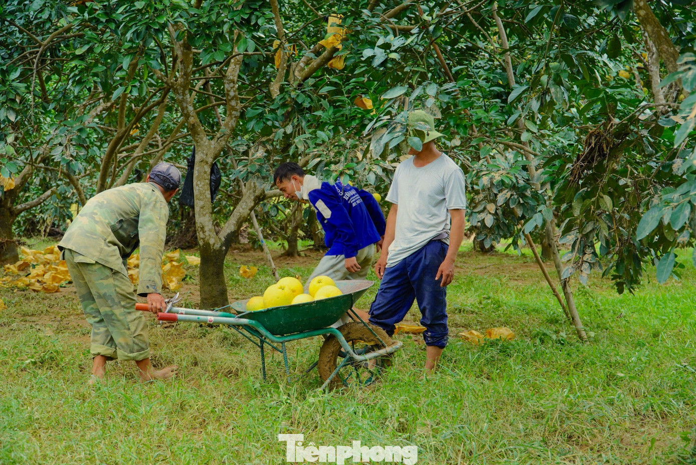 Ông Phan Anh Thái, Phó chủ tịch UBND xã Hương Trạch, cho biết, do ảnh hưởng của áp thấp nhiệt đới, địa phương có mưa lớn. Trong ngày 25/9, chính quyền cùng người dân đã gấp rút thu hoạch bưởi nhằm tránh thiệt hại kinh tế. Tuy nhiên, do mưa lớn, nước lũ lên quá nhanh nên nhiều gia đình trở tay không kịp.