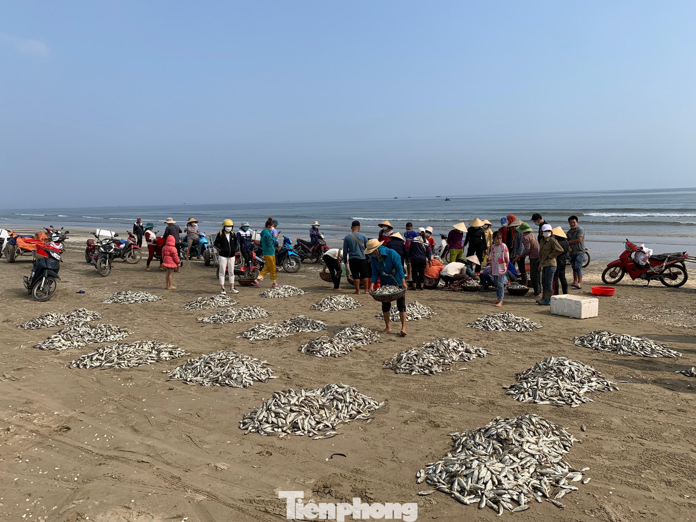 Sau khi cá được đưa lên bờ, ngư dân sẽ phân loại để chờ thương lái tới đóng thùng đưa đi tiêu thụ. Để kéo được mẻ lưới vào bờ phải mất 2h đồng hồ.