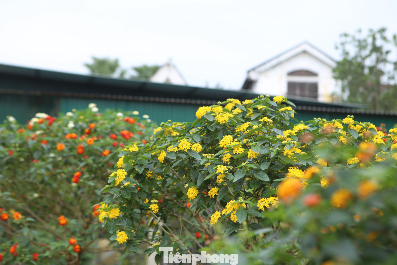 Hoa ngũ sắc mọc dại nhiều nhưng chủ yếu là cây nhỏ, việc tìm những cây hoa lâu năm, gốc to cũng đôi chút khó khăn, anh Ngà phải nhờ, thuê người tìm, đào cây về để làm.