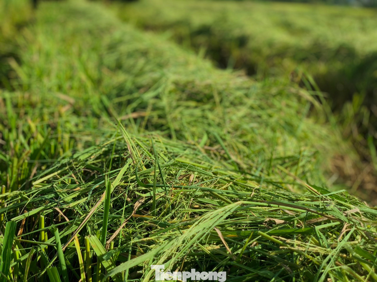 Không khí hối hả trên các cánh đồng lúa.