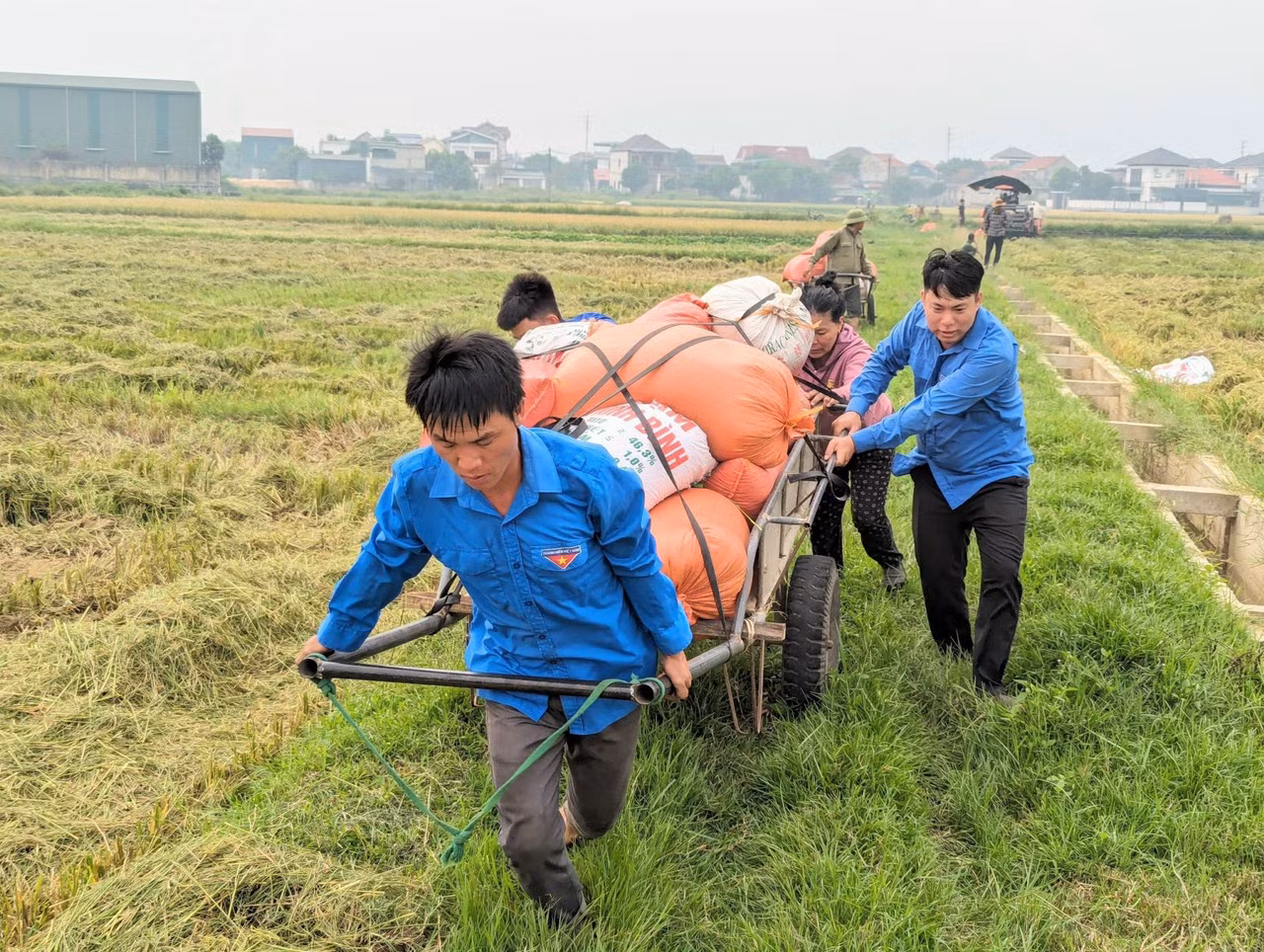 Hình ảnh màu áo xanh thanh niên thấp thoáng trên những cánh đồng lúa chín, không quản ngại nắng nóng vẫn làm việc hăng say để khẩn trương thu hoạch lúa giúp bà con nông dân đã để lại nhiều ấn tượng đẹp.