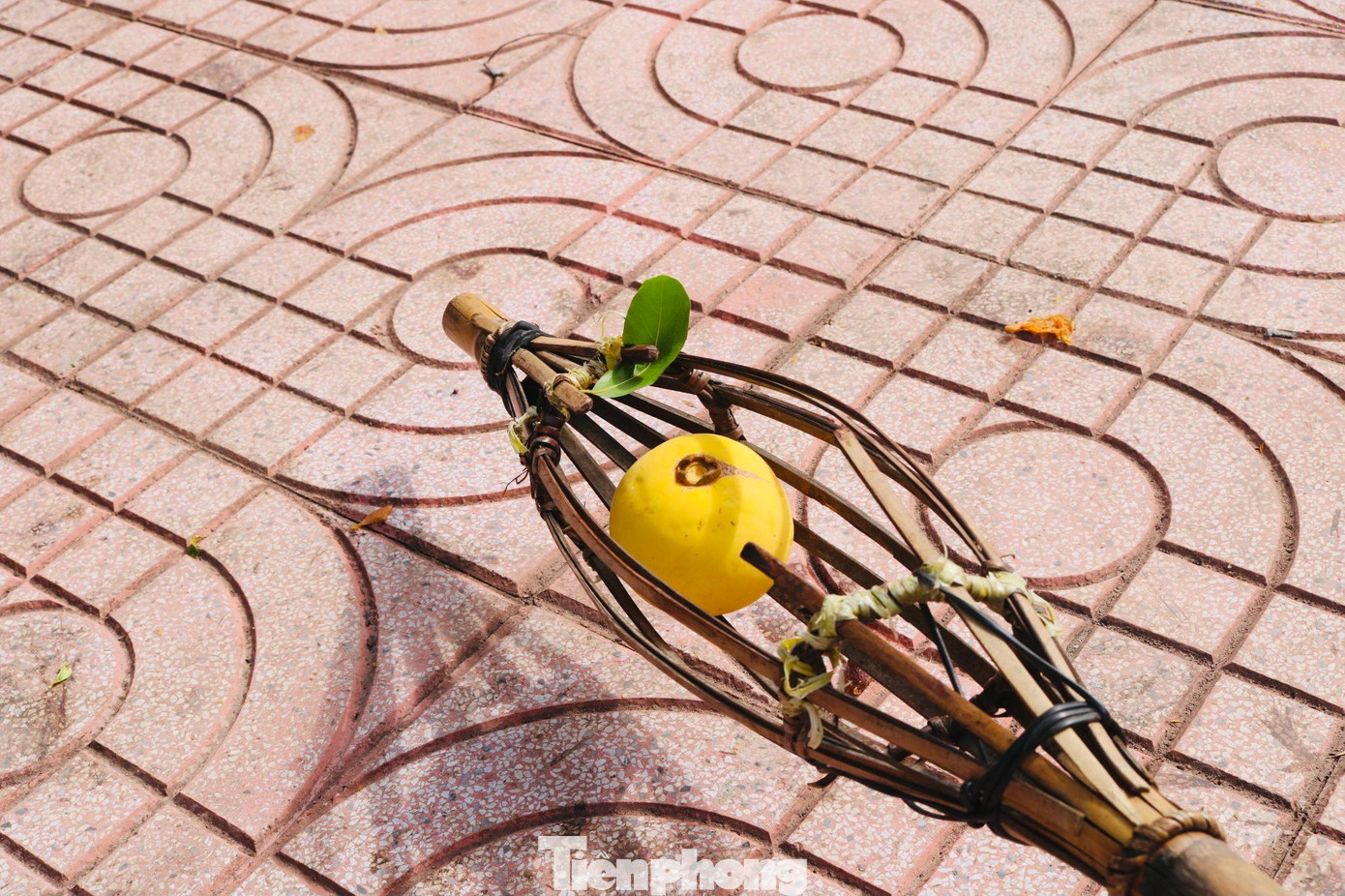 Người dân dùng những sào nứa dài chừng 7m để hái thị.