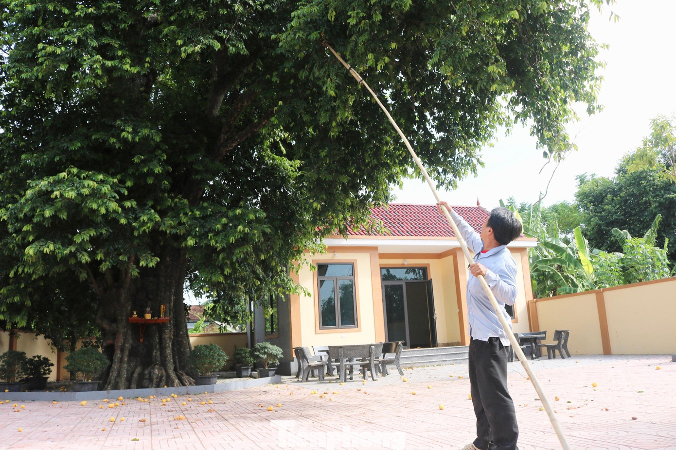 Đầu tháng 6 đến rằm tháng 7 (âm lịch) hàng năm, quả thị chín vàng, tỏa hương thơm ngào ngạt.