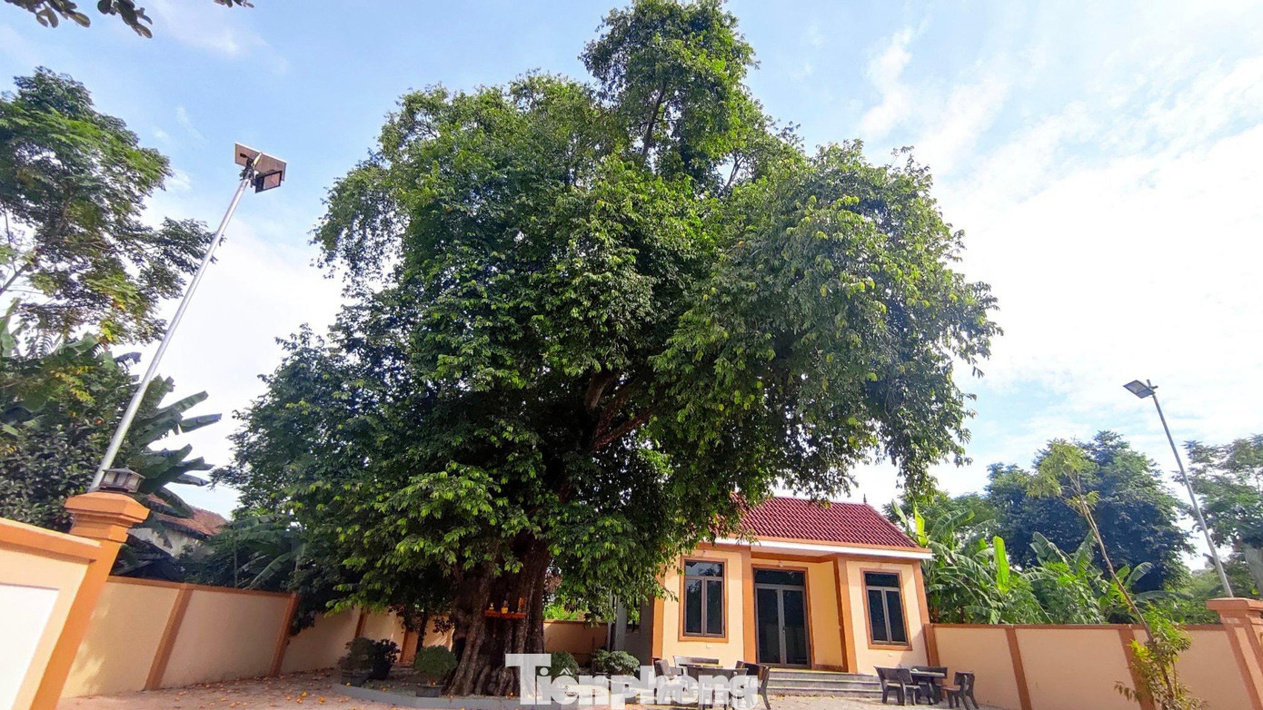 Cây thị có tuổi đời gần 500 năm tuổi, cao hơn 20m, chu vi gốc cây 7,5m, đường kính thân cây khoảng 2,3m, nằm trong khuôn viên nhà thờ họ Phạm Đại tôn ở thôn Phương Trứ, xã Cẩm Duệ, huyện Cẩm Xuyên, tỉnh Hà Tĩnh.